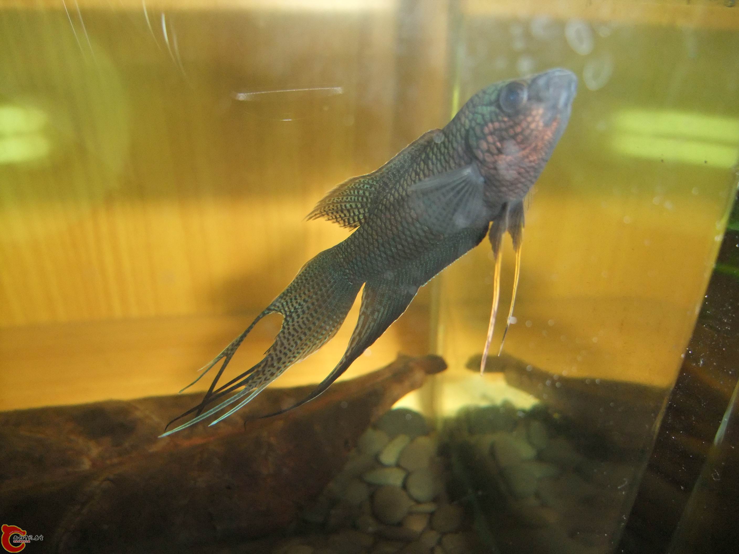 DSCF9033.jpg