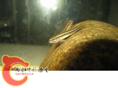 20080625_975d054008bed3680b68XVU8iyvqeFq8.jpg