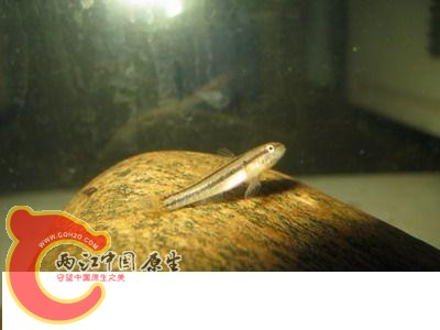 20080625_47fcc228dfcfdd01ceacUSpKOfxDhXUs.jpg