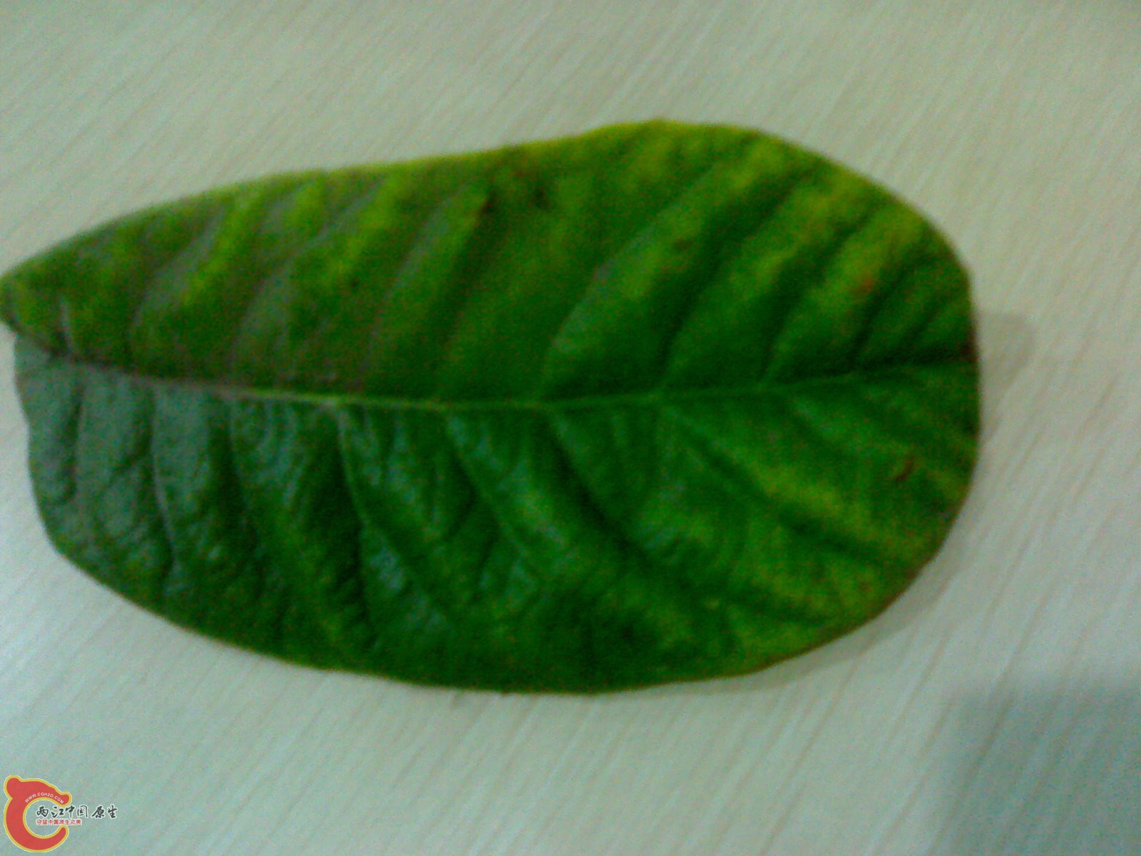 201012261583.jpg