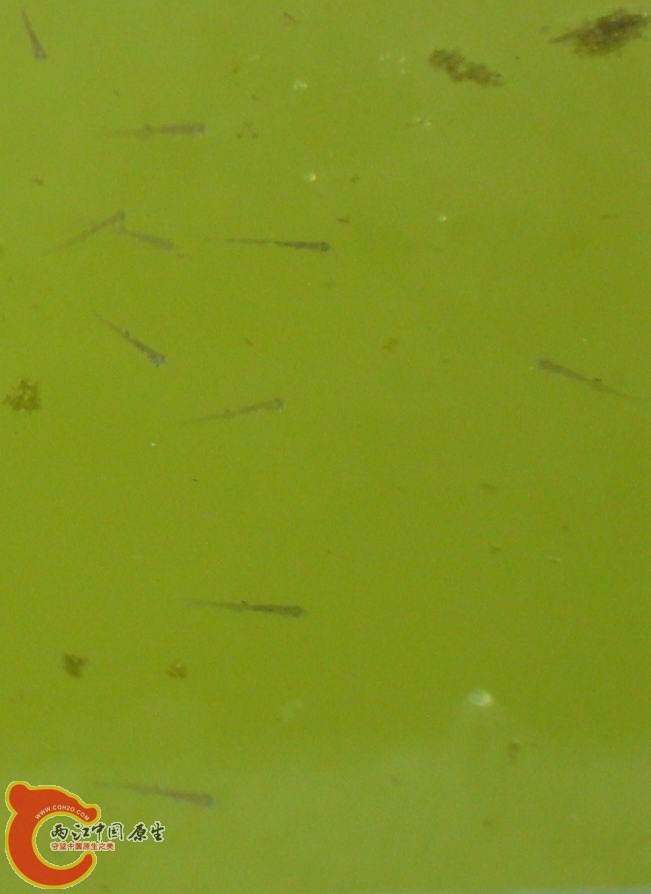 0504 3S葫芦劈 (13).jpg