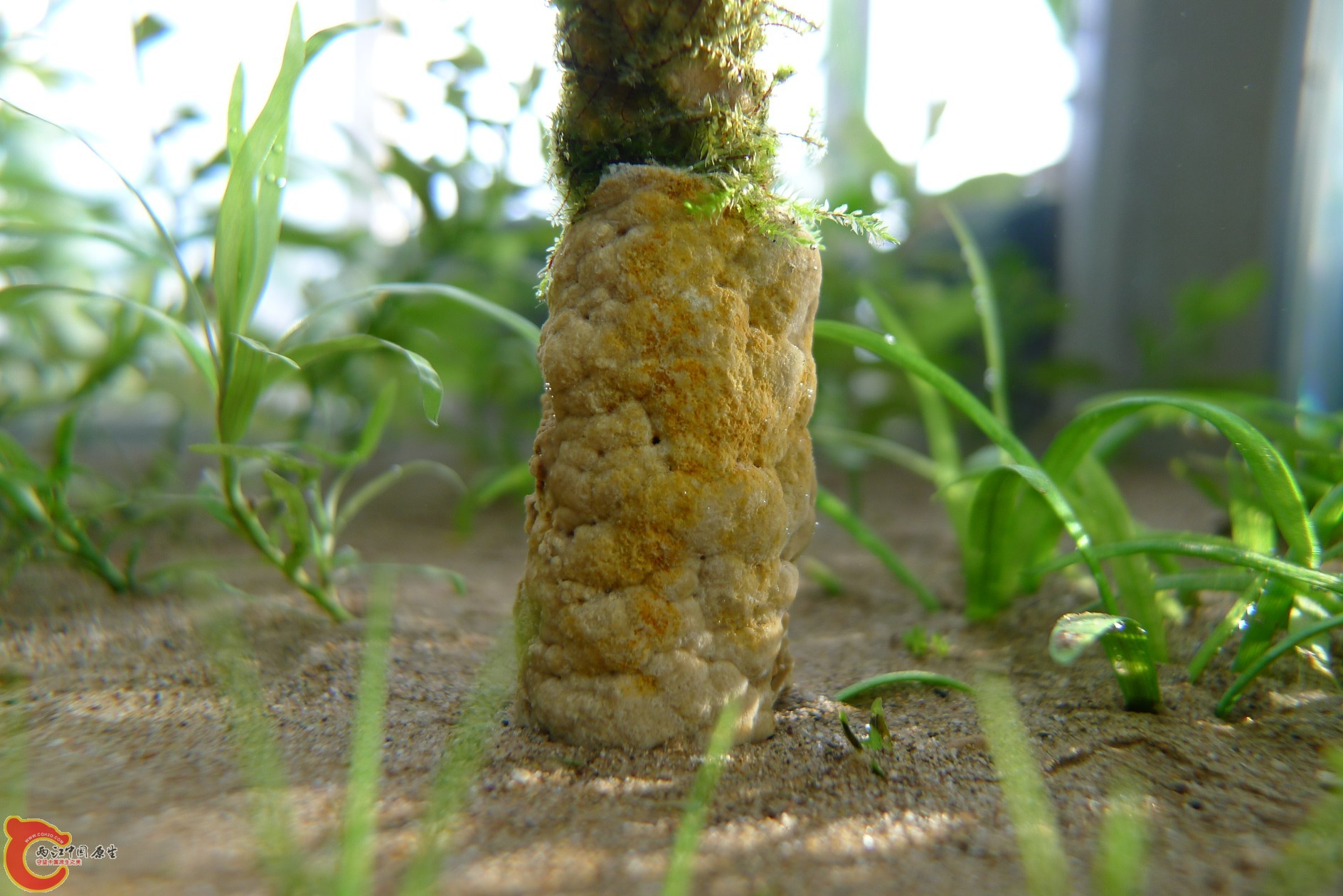 conew_p1000222.jpg