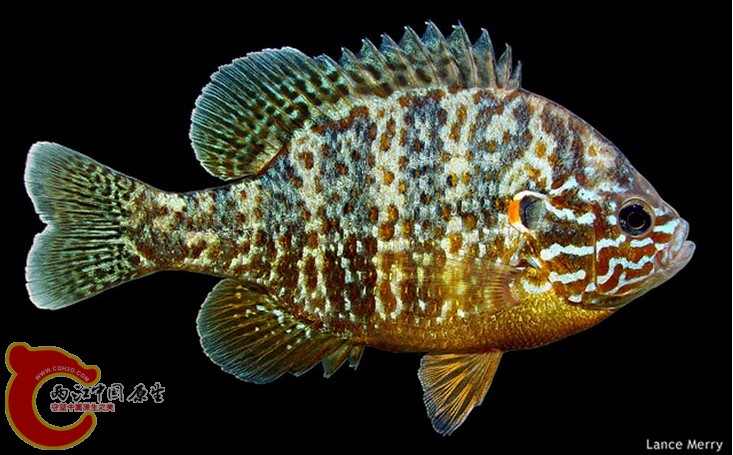 Pumpkinseed Sunfish.jpg