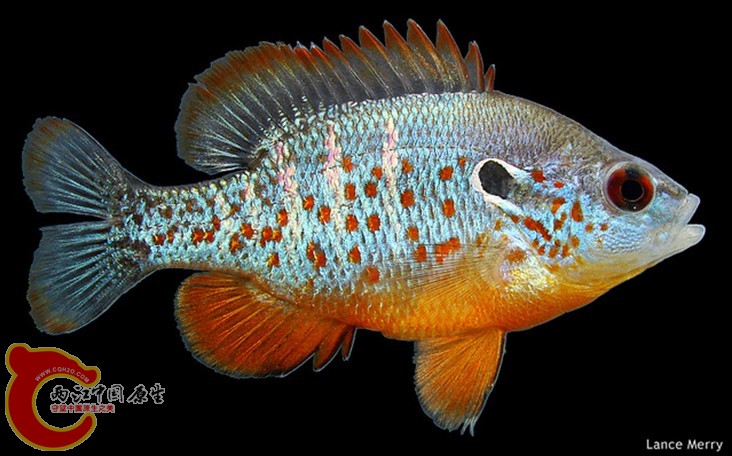 Lepomis humilis.jpg