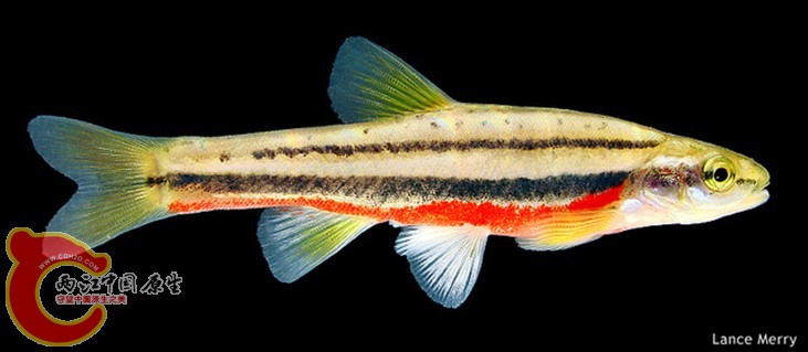 Southern Red Bllied Dace.jpg