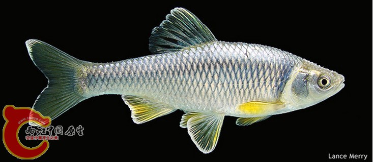 Spotfin Shiner2.jpg