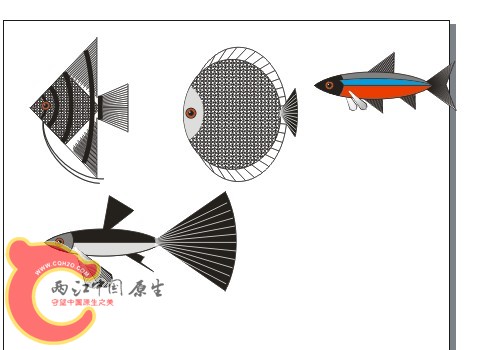 几种鱼摆摆