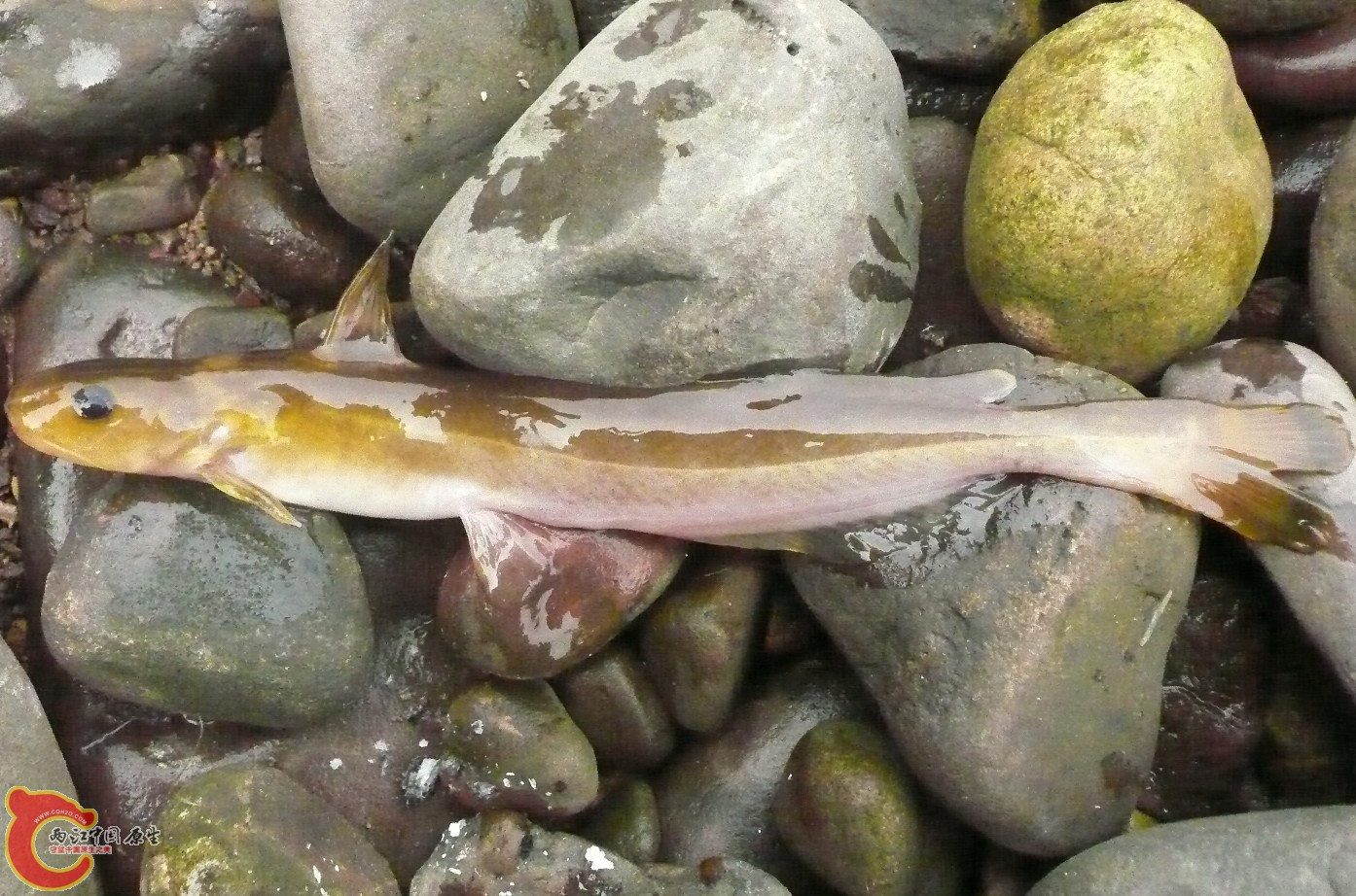 Pseudobagrus pratti（细体拟鲿）.jpg