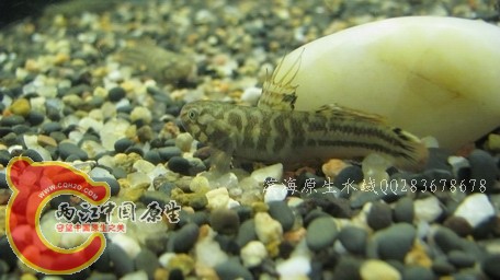 阿布02.jpg