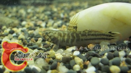 阿布04.jpg
