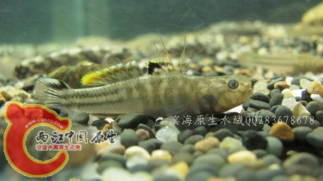 阿布01.jpg