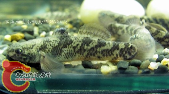 纵纹05.jpg