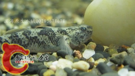 纵纹01.jpg