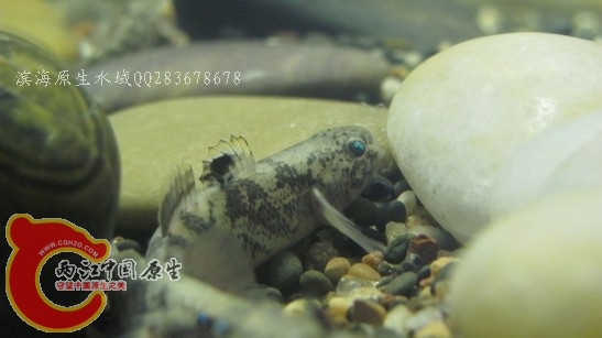 纵纹02.jpg