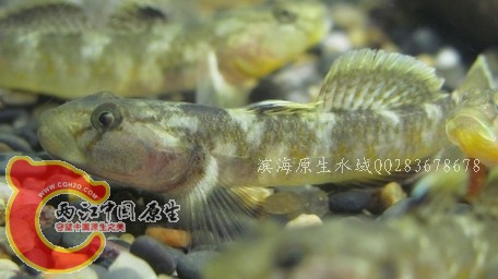 菊花03.jpg