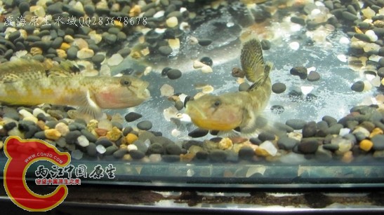 菊花08.jpg