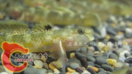 菊花04.jpg