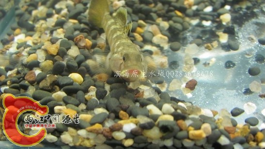 菊花07.jpg