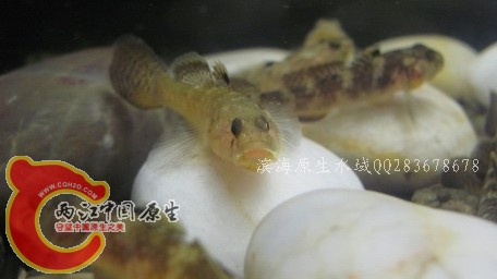 菊花01.jpg