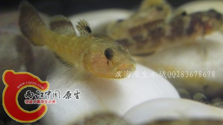菊花02.jpg