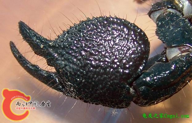 帝王蝎的钳子。