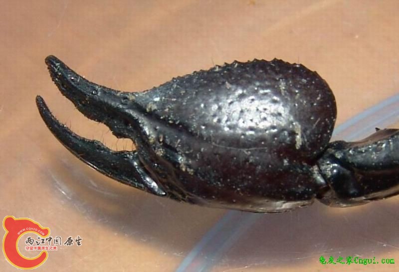 雨林蝎的钳子。