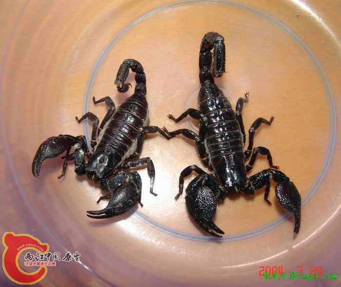 左边是雨林蝎，右边的是帝王蝎.