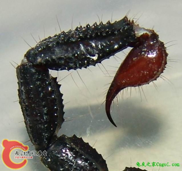 帝王蝎的尾巴。