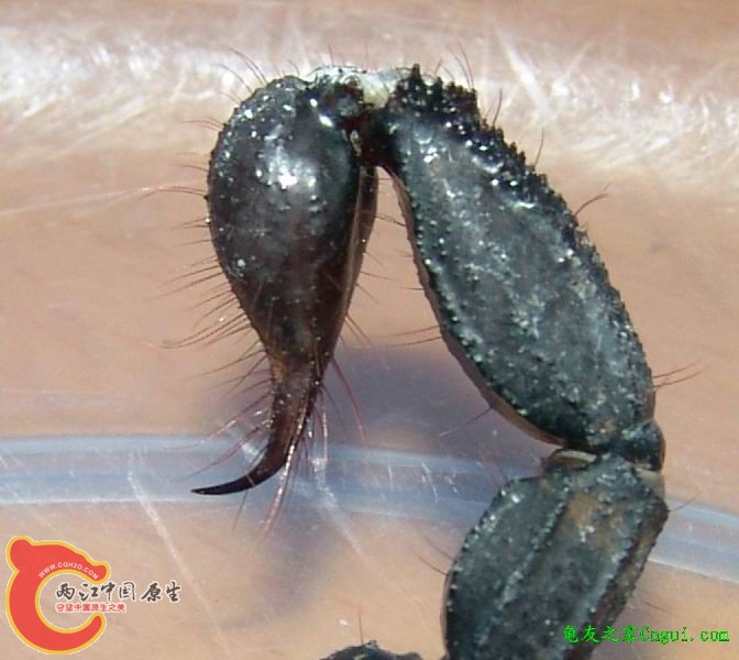 雨林蝎的尾巴