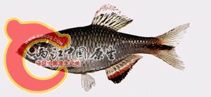 a638-04.jpg