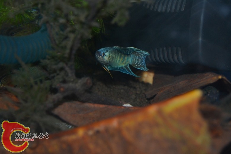 fish_conew1.jpg