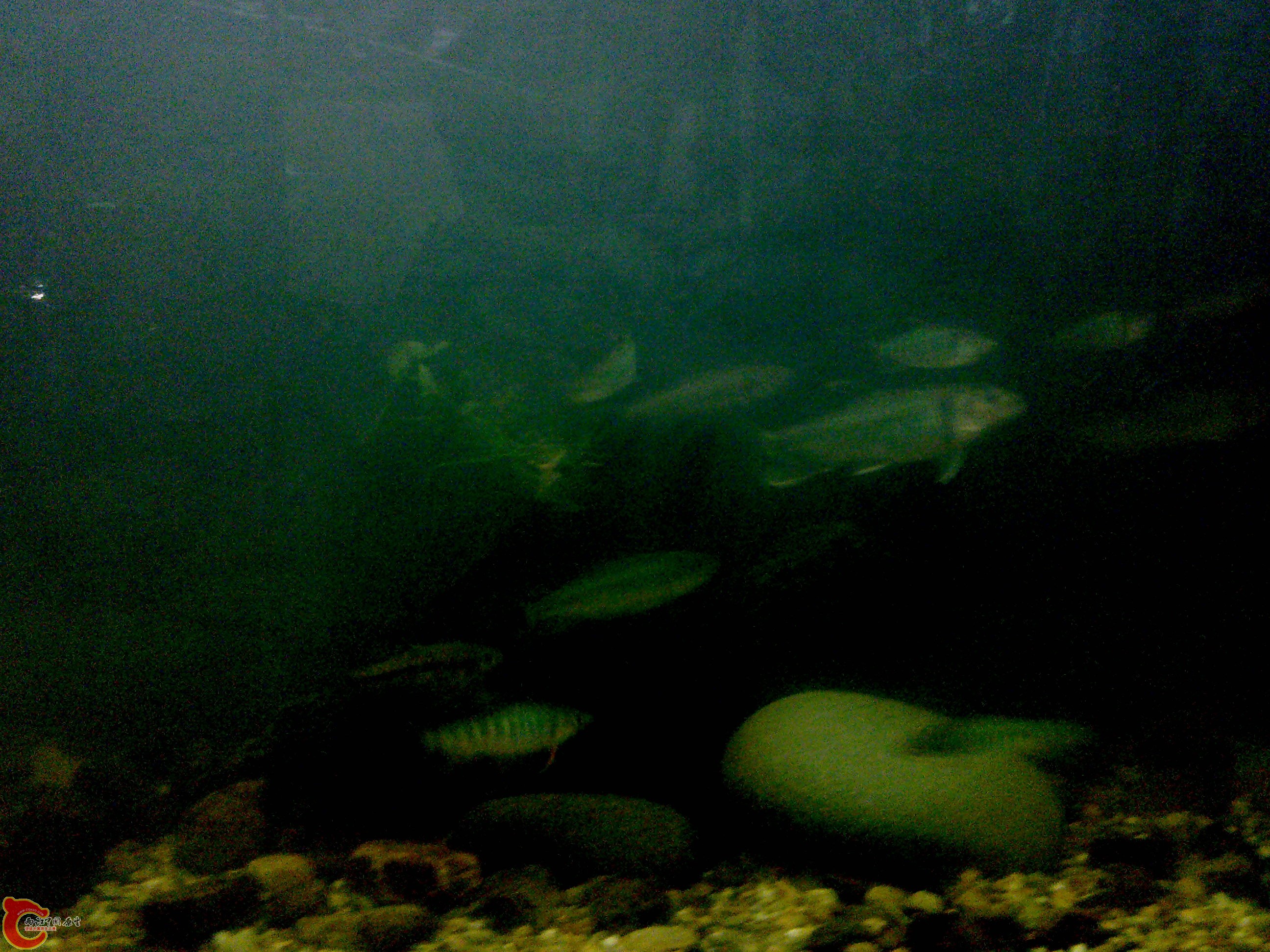 20110115297.jpg