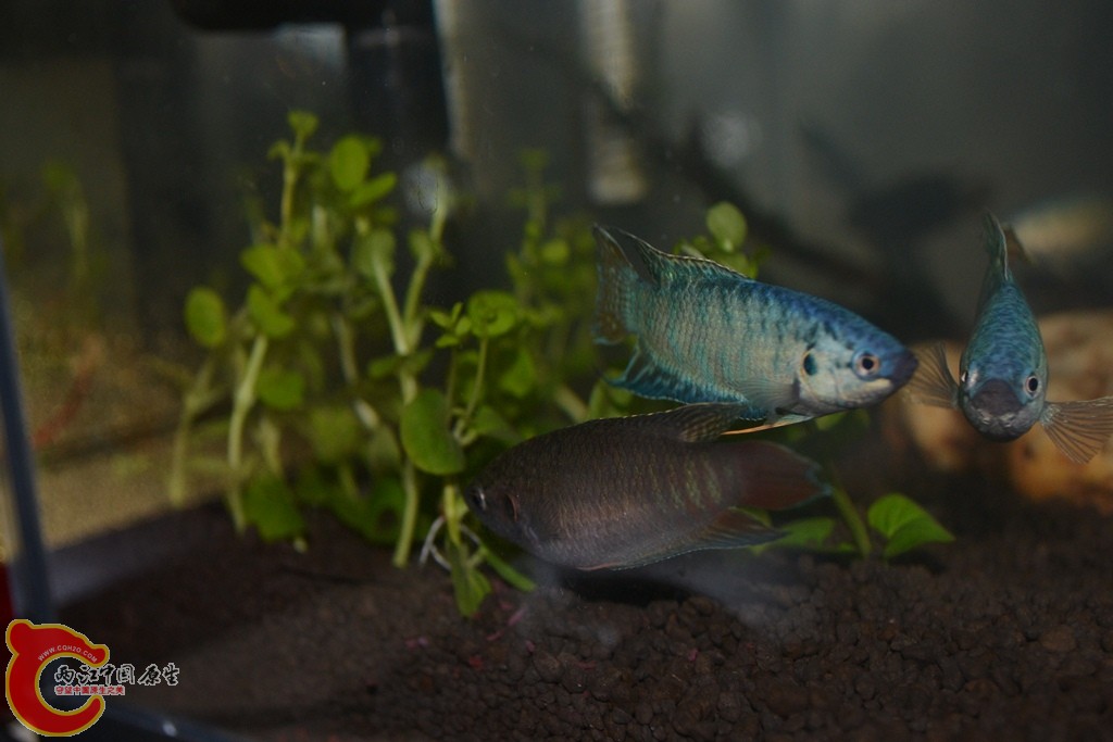 DSC_0005.JPG
