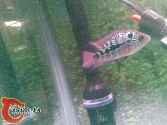 样半个月的小罗,