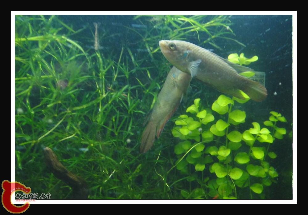 斗虾DSC01556.JPG