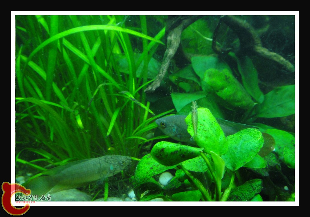 斗虾DSC01551.JPG