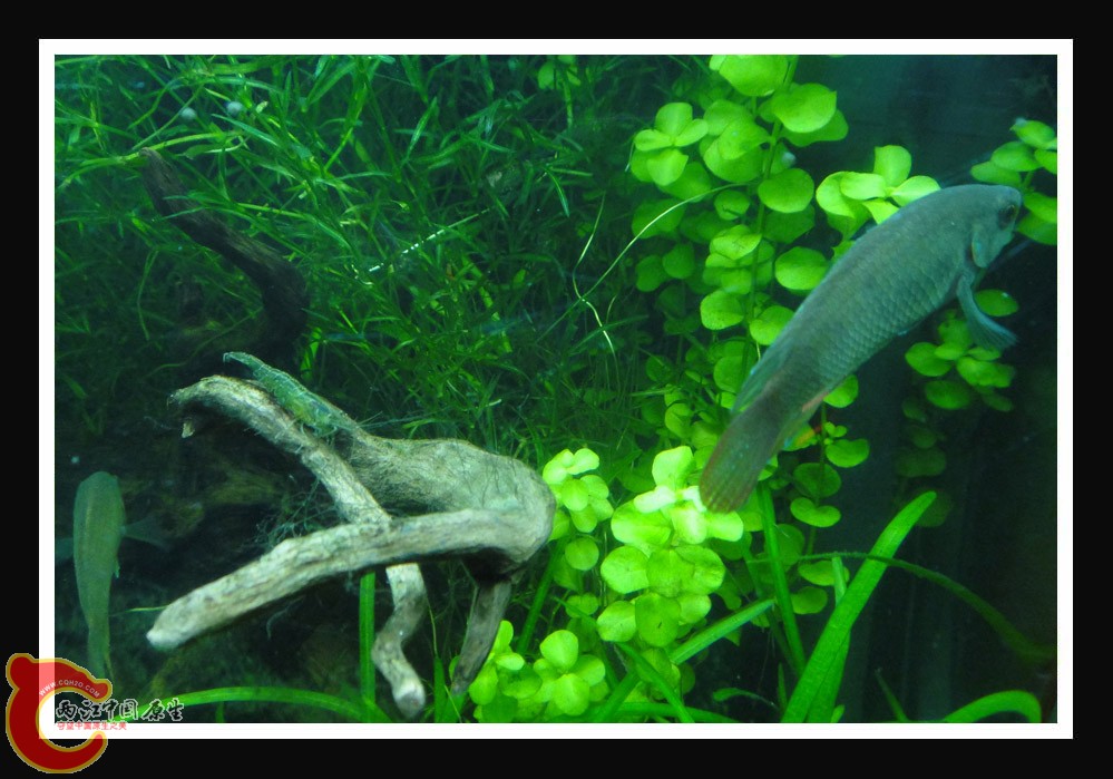 斗虾DSC01560.JPG