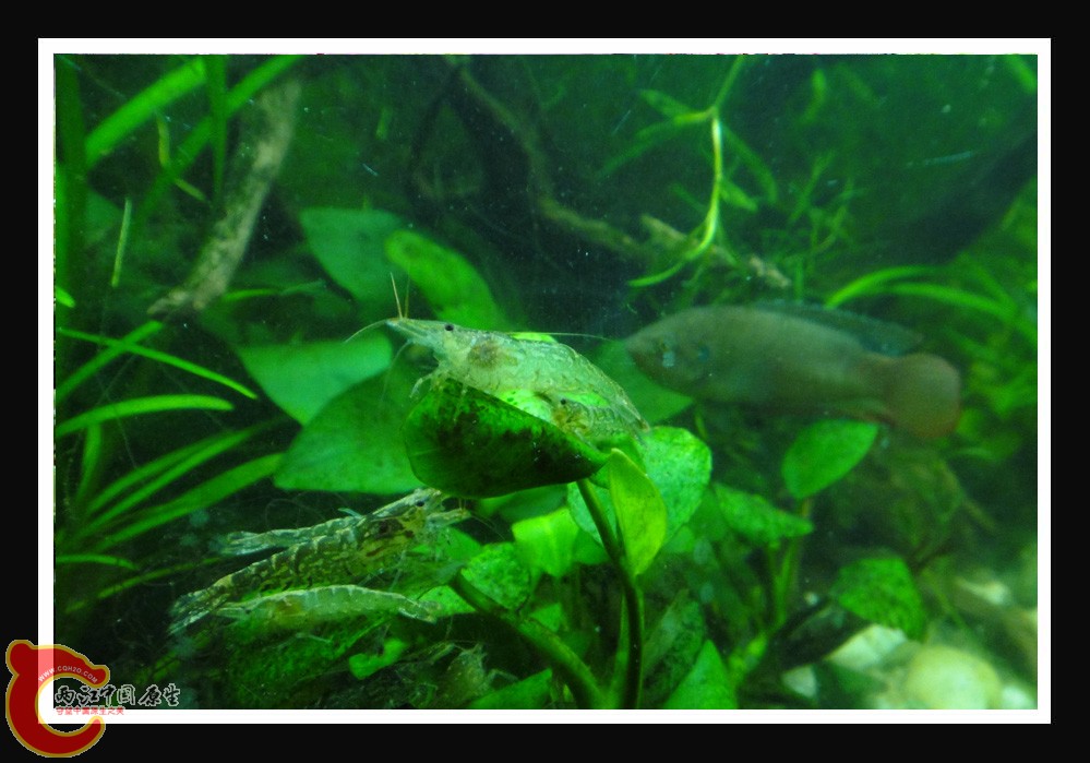 斗虾DSC01562.JPG