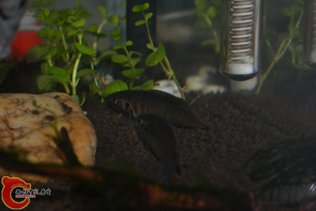 DSC_0033.JPG