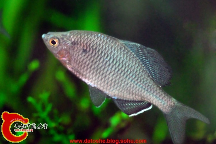 大鳍鱊.jpg
