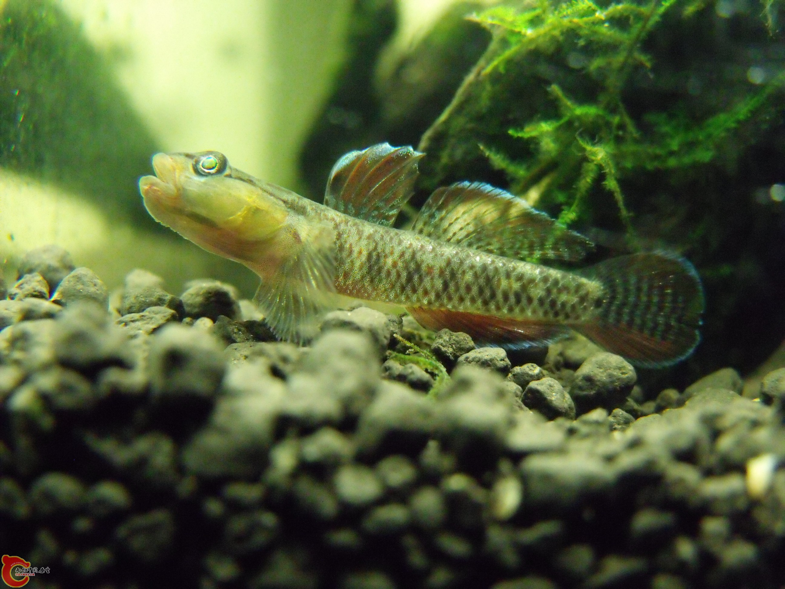 DSCF1290.JPG