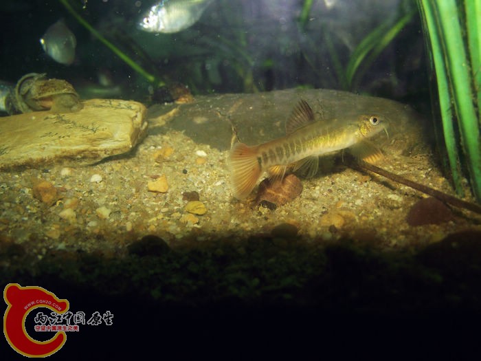 DSCF2268.jpg