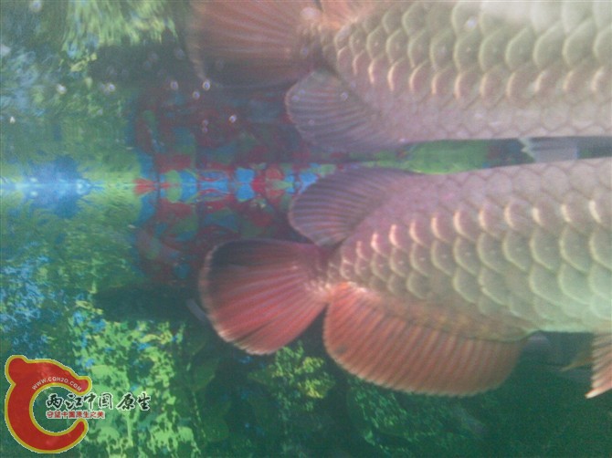 上稽整个都快黑了,尾稽也有一点黑了,