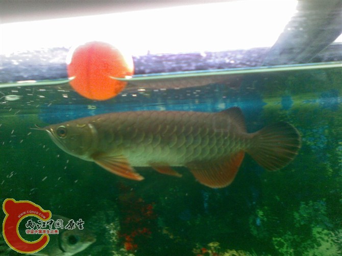 上稽整个都快黑了,尾稽也有一点黑了