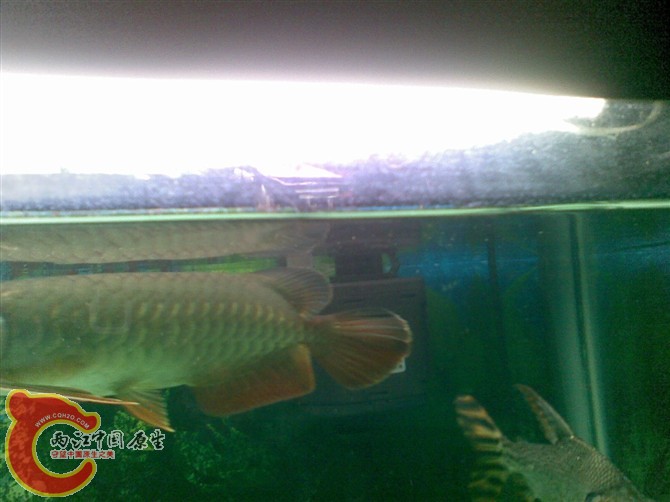 上稽整个都快黑了,尾稽也有一点黑了