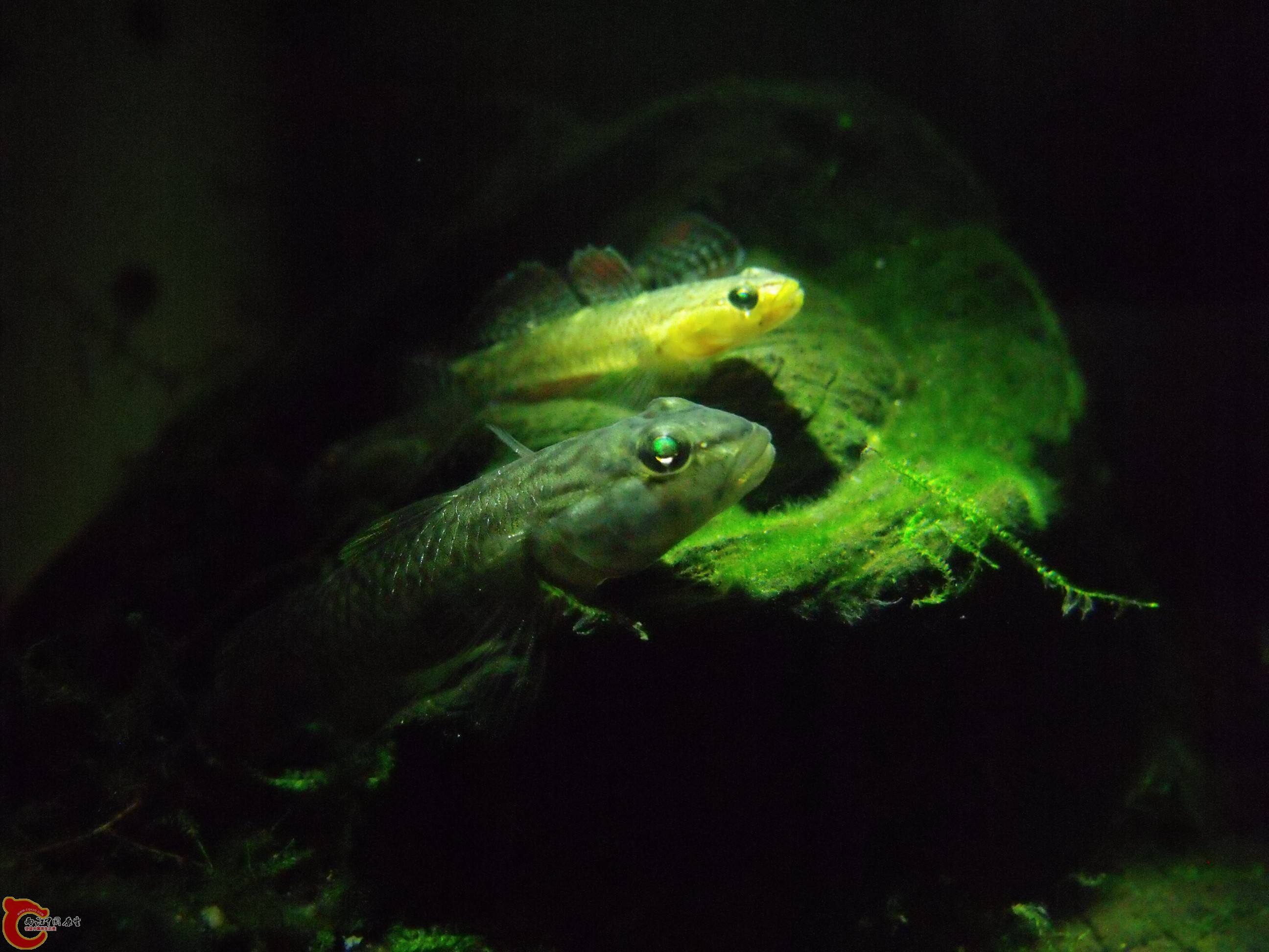 DSCF1345.JPG
