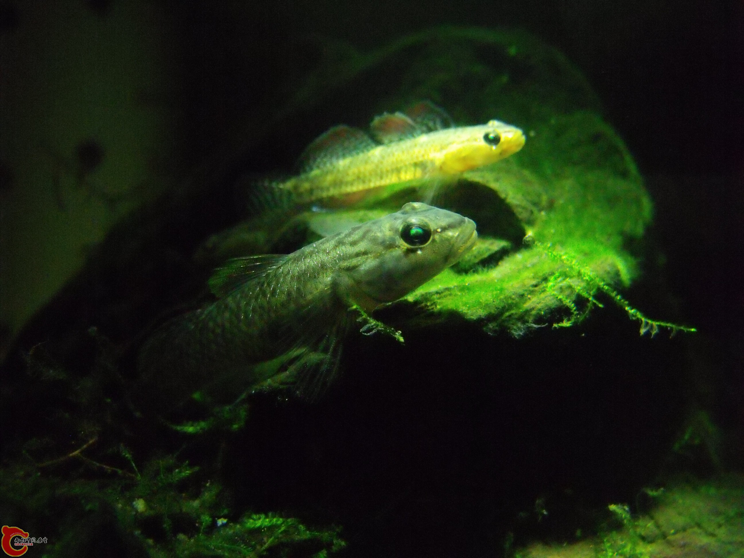 DSCF1344.JPG