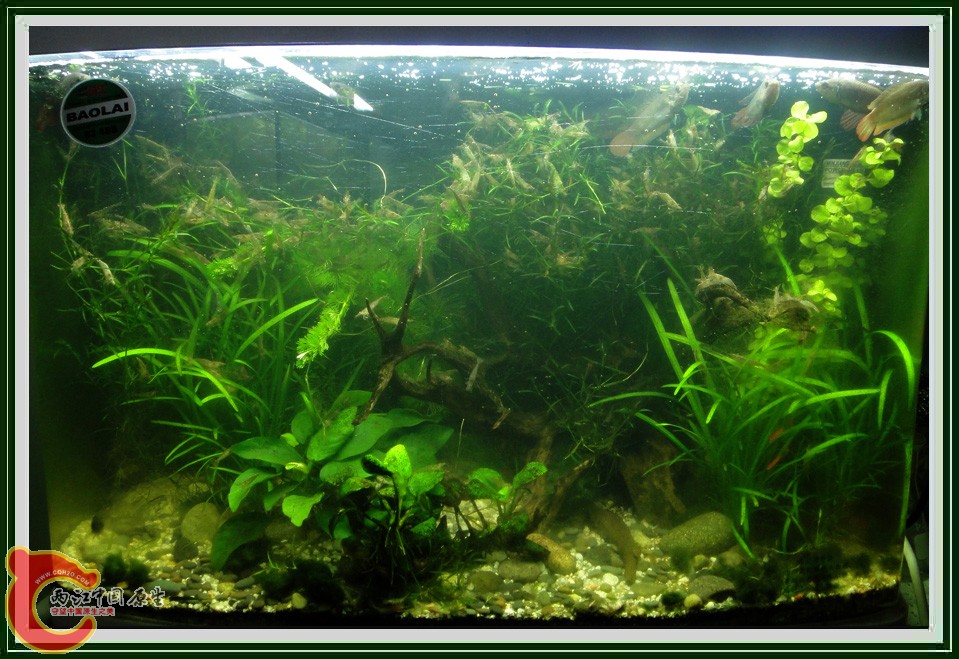 翻缸DSC02154.JPG