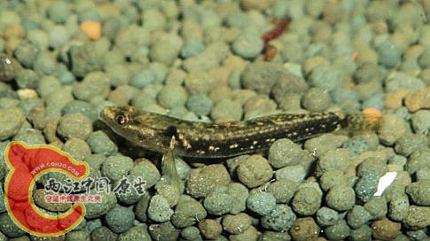 阿菲.jpg