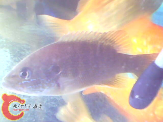 IMG0328A.jpg